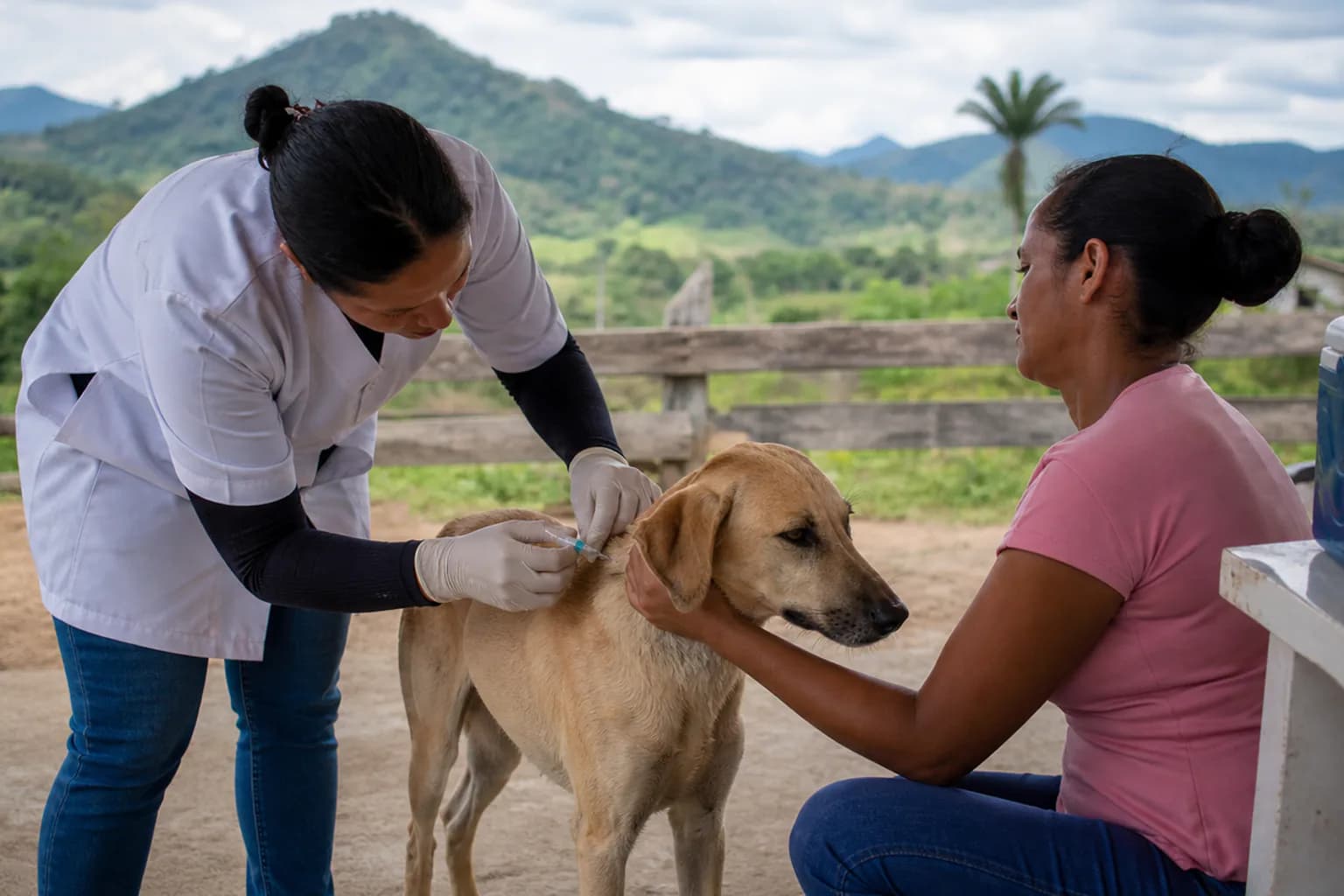 Imagem ilustrativa da reportagem: Brasil completa dez anos sem raiva humana transmitida por variantes de cães