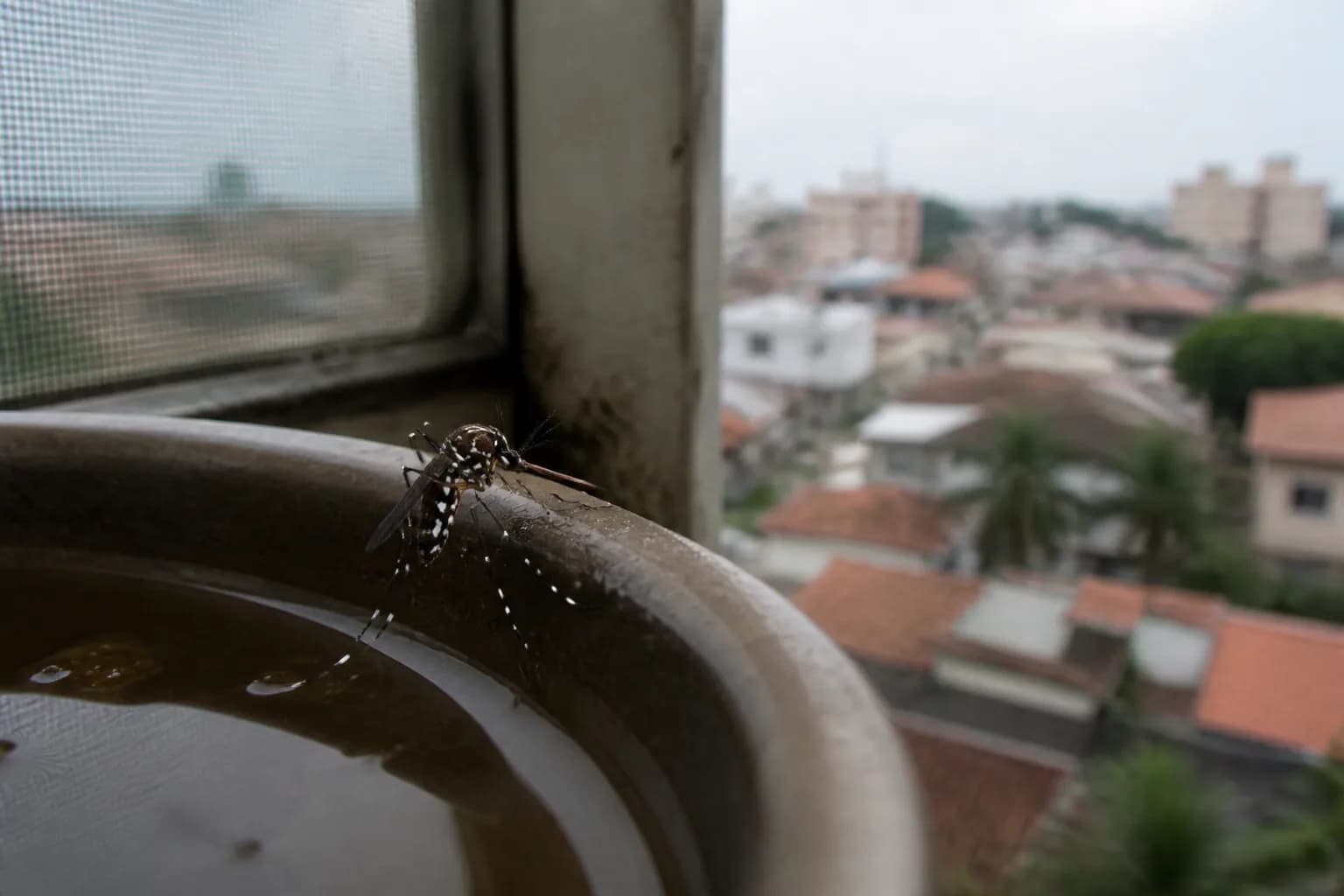 Imagem ilustrativa da reportagem: ECDC soma casos de chikungunya, mas recorte não é mundial